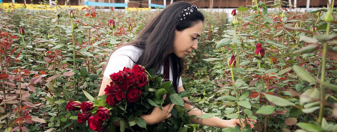 خرید باکس گل رز قرمز در تهران - ارسال باکس گل رز قرمز ارزان قیمت